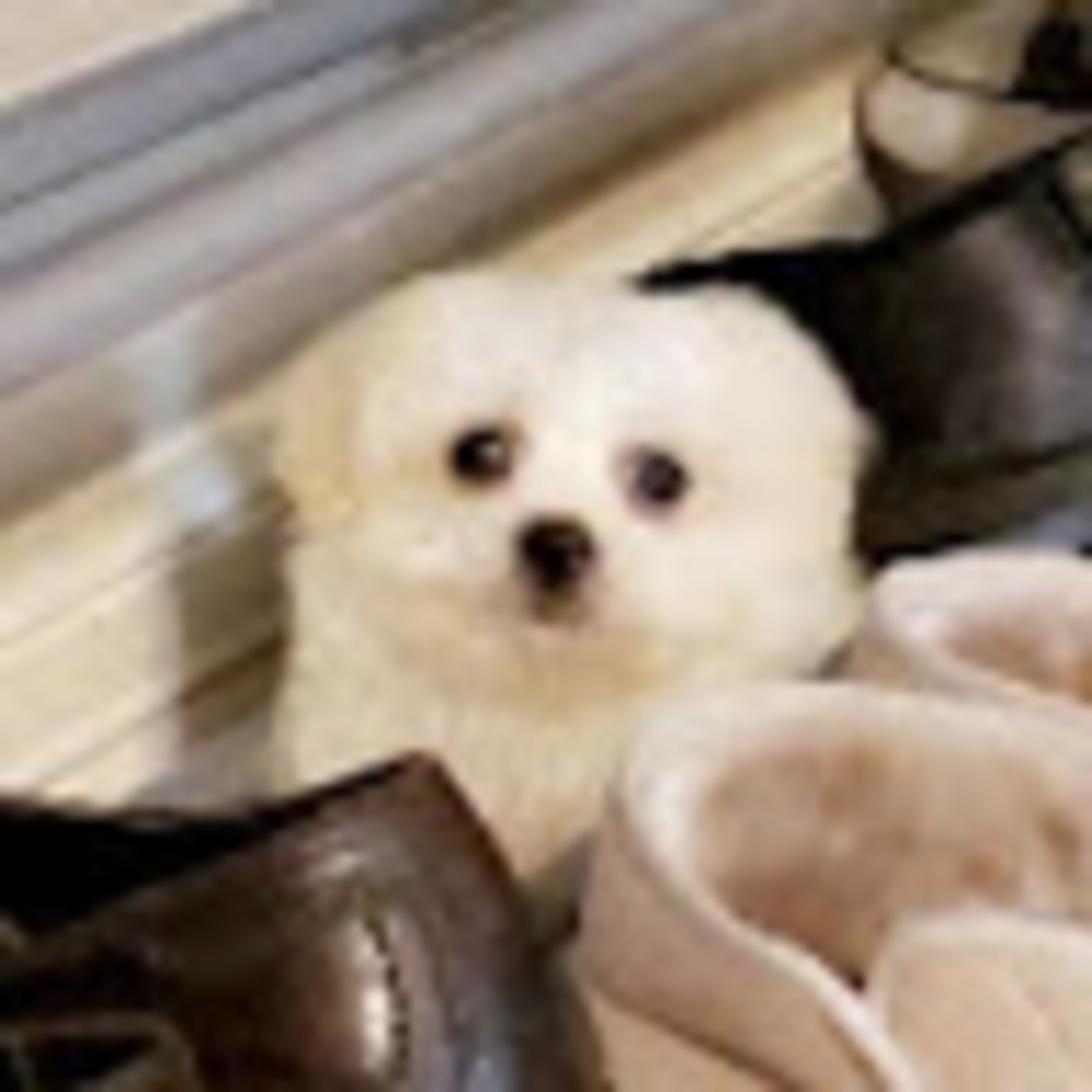 Meet your Posher, Andie